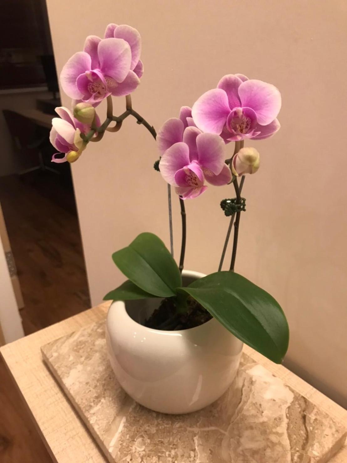 菓菓輕旅 Apartment Puli Bagian luar foto